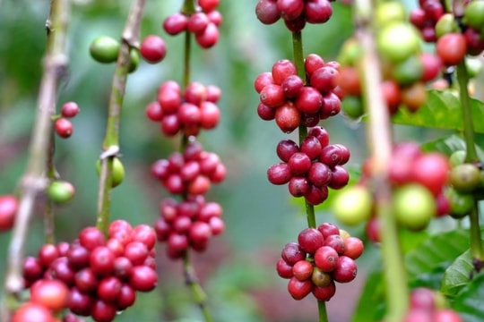 Giá cà phê Arabica và Robusta ngày 6/12: Nối dài đà tăng, nội địa chạm mốc 117.200 đồng/kg