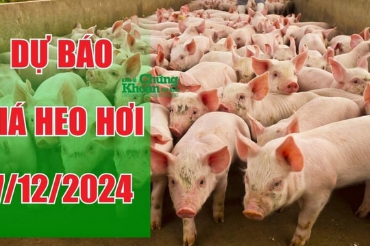 Dự báo giá heo hơi ngày 7/12/2024: Sẽ tiếp tục tăng hay chững lại?