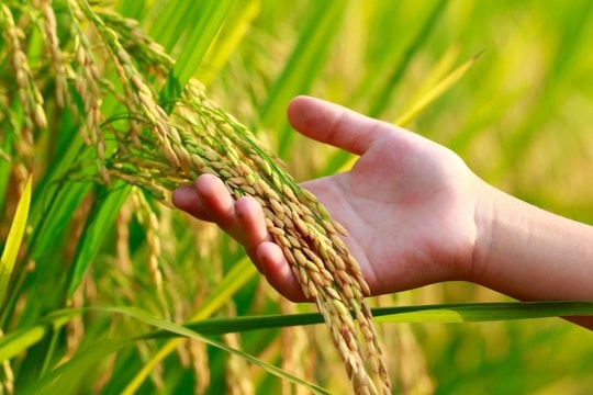 Giá lúa gạo hôm nay 7/12: Gạo xuất khẩu châu Á giảm, thị trường trong nước ổn định