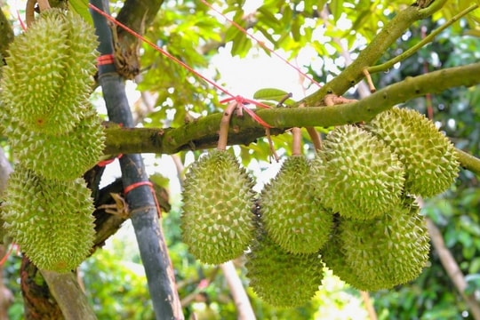 Giá sầu riêng hôm nay 7/12/2024: Thị trường biến động trái chiều, xuất khẩu đạt kỷ lục