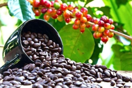 Bản tin nông sản hôm nay 7/12/2024: Giá cà phê tăng mạnh, giá tiêu hồi phục, giá lúa gạo ổn định