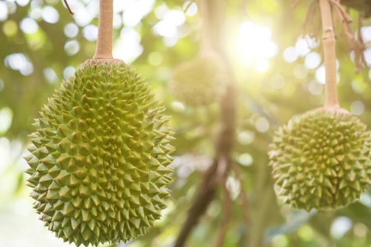 Giá sầu riêng hôm nay 8/12/2024: Giảm mạnh ở vụ nghịch, thị trường biến động trái chiều