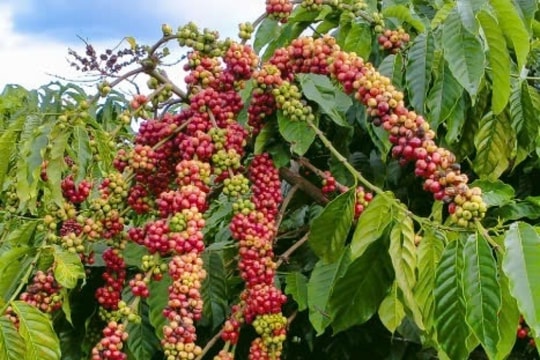 Dự báo năm 2025: Giá cà phê sẵn sàng vượt mọi kỳ vọng?