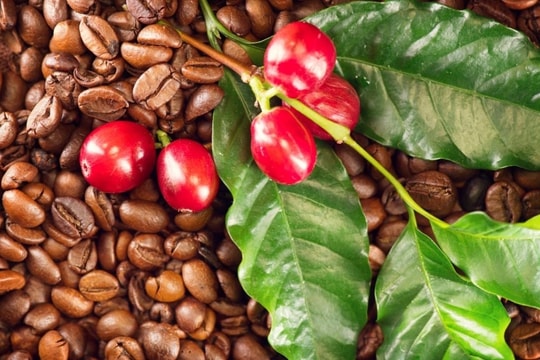 Giá cà phê hôm nay 9/12/2024: Biến động mạnh sau tuần "lượn sóng", giảm sâu 6.500 đồng/kg