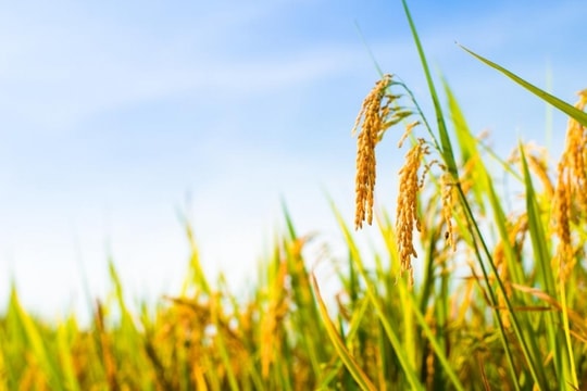 Giá lúa gạo hôm nay 9/12/2024: Lúa tươi tiếp tục tăng mạnh, gạo thơm giữ giá cao