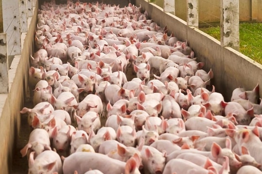 Giá heo hơi hôm nay 9/12/2024: Thị trường tiếp tục đi lên, miền Bắc đạt đỉnh