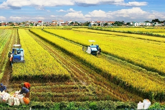 Ngành nông nghiệp năm 2024: Thách thức lớn nhưng sản lượng tăng trưởng ổn định