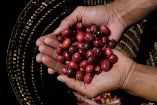 Bản tin nông sản hôm nay 9/12/2024: Giá cà phê và hồ tiêu ổn định, giá lúa tươi tiếp tục neo cao