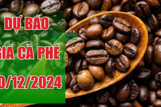 Dự báo giá cà phê ngày 10/12/2024: Liệu thị trường có thể phục hồi dài hạn?