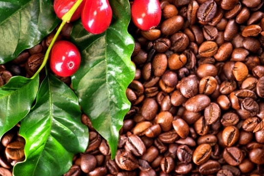 Giá cà phê hôm nay 10/12/2024: Bất ngờ giảm 2.000 đồng/kg, triển vọng dài hạn vẫn tích cực