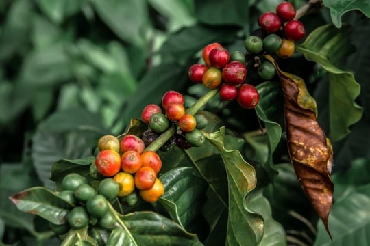 Bản tin nông sản hôm nay 10/12: Giá cà phê và hồ tiêu giảm nhẹ, giá gạo tăng ổn định