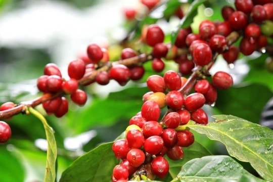 Giá cà phê biến động khó lường: Điều gì đang xảy ra trên thị trường?