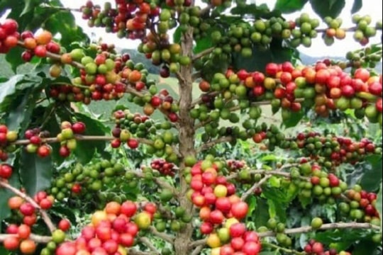 Giá cà phê xuất khẩu cao nhất lịch sử, kỳ vọng lớn cho năm 2025