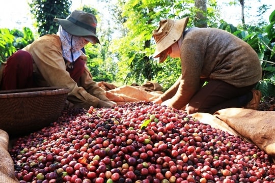 Cơn sốt giá cà phê bao giờ kết thúc?