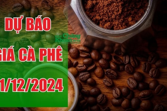 Dự báo giá cà phê ngày 11/12/2024: Giá có thể tăng nhẹ trong phiên tới