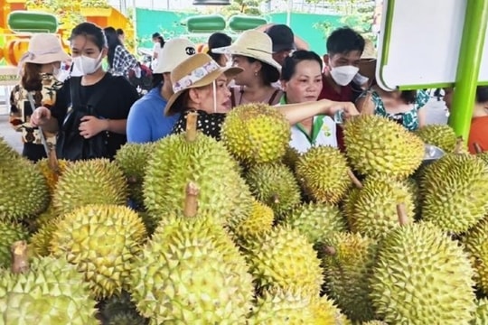 Giá sầu riêng hôm nay 11/12: Sầu riêng trong nước giữ giá cao, xuất khẩu lập kỷ lục