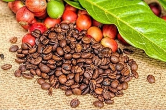 Giá cà phê Arabica lập kỷ lục mới: Thị trường trong nước tăng trưởng ấn tượng