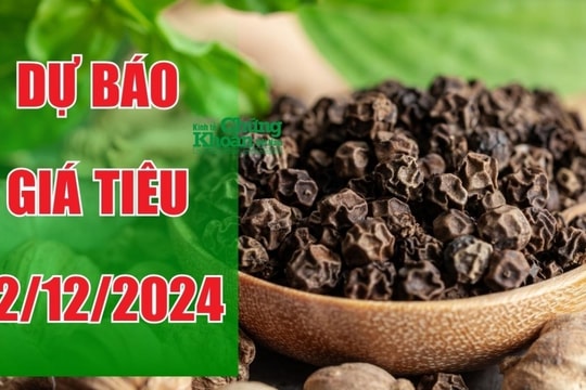 Dự báo giá tiêu ngày 12/12/2024: Kỳ vọng sự tăng trưởng bền vững