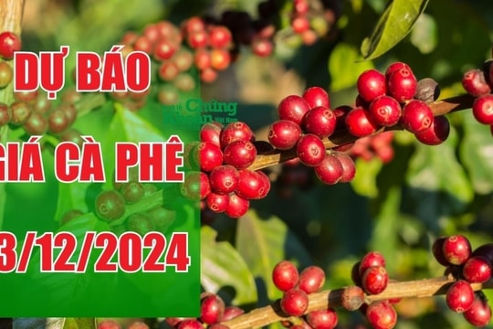 Dự báo giá cà phê ngày 13/12/2024: Liệu đà tăng có tiếp tục duy trì?