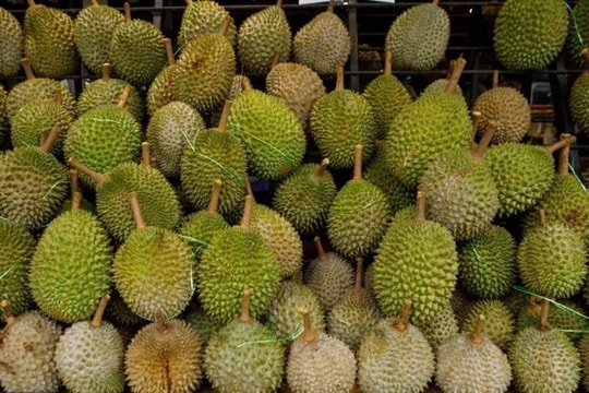 Giá sầu riêng hôm nay 13/12/2024: Duy trì giá tốt, Malaysia đẩy mạnh xuất khẩu sang Trung Quốc