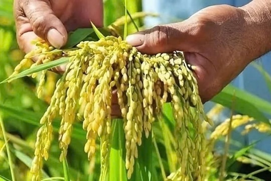 Giá lúa gạo hôm nay 13/12/2024: Lúa tươi nông dân chào giá cao, gạo xuất khẩu tiếp tục giảm