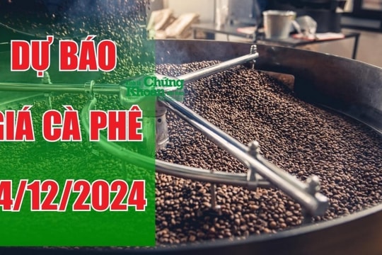 Dự báo giá cà phê ngày 14/12/2024: Tăng không ngừng, cà phê Đắk Nông tiếp tục đắt khách