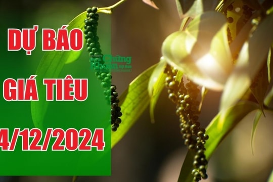 Dự báo giá tiêu ngày 14/12/2024: Liệu có phục hồi sau đợt giảm mạnh?