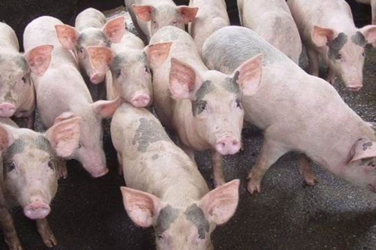 Giá heo hơi hôm nay 14/12/2024: Miền Nam tăng nhẹ, miền Bắc và miền Trung đi ngang