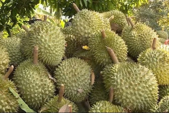 Giá sầu riêng hôm nay 14/12: Xuống giá mạnh do kiểm tra Cadimi, nhiều kho giảm thu mua
