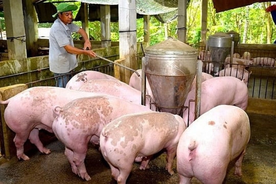 Giá heo hơi hôm nay 15/12/2024: Đi ngang tại miền Bắc, miền Trung và tăng nhẹ tại miền Nam