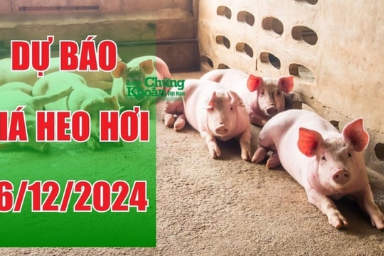 Dự báo giá heo hơi ngày 16/12/2024: Giữ vững "phong độ" ở mức 65.000 đồng/kg?