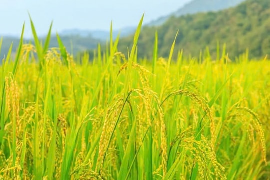 Giá lúa gạo hôm nay 16/12/2024: Giá giảm nhẹ, thị trường quốc tế biến động