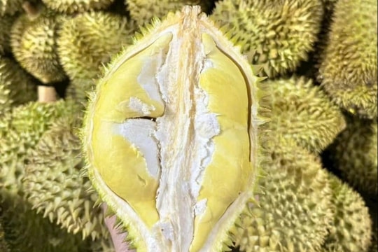 Giá sầu riêng hôm nay 16/12: Thị trường ổn định, Musang King và Black Thorn giữ mức giá cao nhất