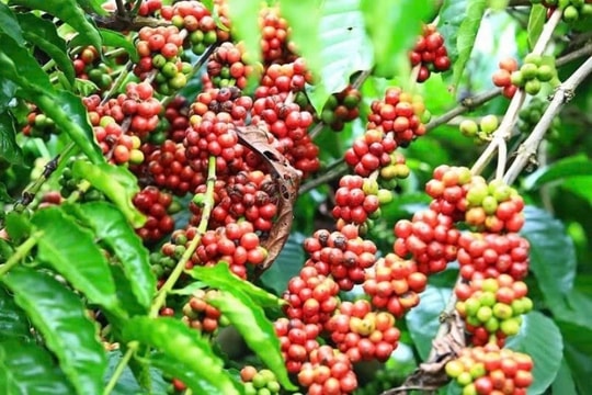 Giá cà phê hôm nay 17/12/2024: Giảm 1.000 đồng/kg, Arabica đạt mức cao nhất lịch sử