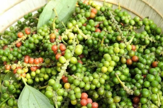 Giá tiêu hôm nay 17/12/2024: Ổn định nhờ sức mua từ thị trường Mỹ