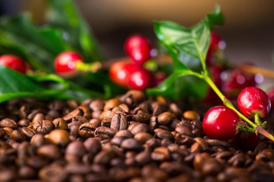 Bản tin nông sản hôm nay 17/12: Giá cà phê quay đầu giảm, hồ tiêu Đắk Nông giữ giá cao nhất