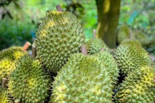 Giá sầu riêng hôm nay 18/12: Sầu Thái loại đẹp đạt 180.000 đồng/kg, kỳ vọng bùng nổ xuất khẩu cuối năm