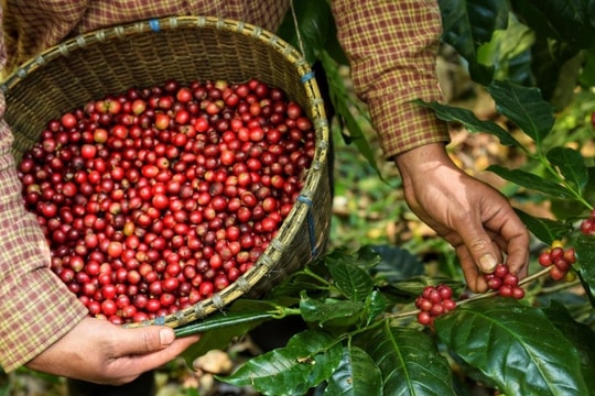 Giá cà phê Đắk Nông lập đỉnh kỷ lục, triển vọng vụ mùa toàn cầu gặp thách thức