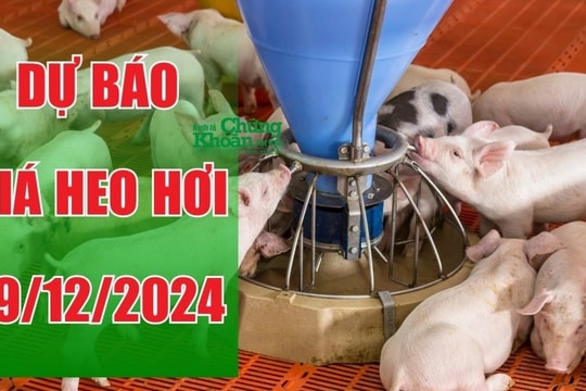 Dự báo giá heo hơi ngày 19/12/2024: Xu hướng đi lên tiếp tục lan rộng?