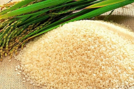 Giá lúa gạo hôm nay 19/12/2024: Lúa Nàng Hoa 9 tiếp tục giảm, gạo xuất khẩu Việt Nam mất giá nhẹ