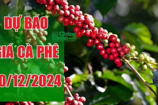 Dự báo giá cà phê ngày 20/12: Thế giới bứt phá, kỳ vọng cà phê nội địa tăng trở lại