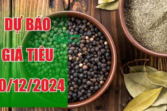 Dự báo giá tiêu ngày 20/12: Liệu có duy trì đà tăng mạnh?