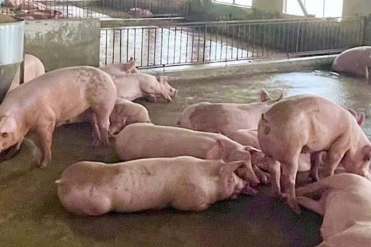 Giá heo hơi hôm nay 20/12: Miền Bắc dẫn đầu với mức giá cao nhất 67.000 đồng/kg