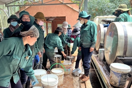 VRG dự kiến doanh thu vượt tỷ đô nhờ sức bật từ giá cao su