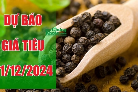 Dự báo giá tiêu ngày 21/12: Liệu Tây Nguyên có đạt được mức cao nhất cả nước?