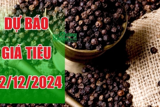 Dự báo giá tiêu ngày 22/12: Cơ hội phục hồi sau chuỗi ngày giảm giá?
