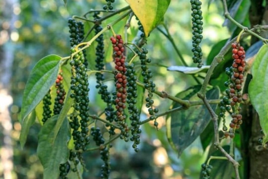 Giá tiêu hôm nay 22/12/2024: Giá tiêu tại Đắk Lắk giảm mạnh nhất, thị trường xuất khẩu tích cực