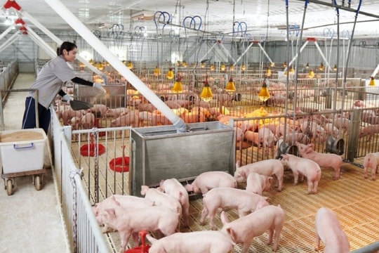 Giá heo hơi trong nước tăng nhanh, nguy cơ khan hiếm nguồn cung dịp Tết 2025