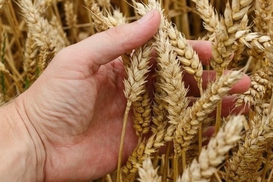 Việt Nam tăng nhập khẩu lúa mì, sản lượng đạt 5,3 triệu tấn trong 11 tháng