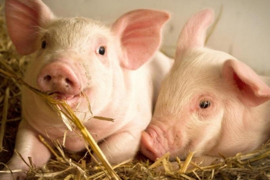 Giá heo hơi hôm nay 23/12/2024: Tăng mạnh đầu tuần, miền Bắc thiết lập đỉnh kỷ lục